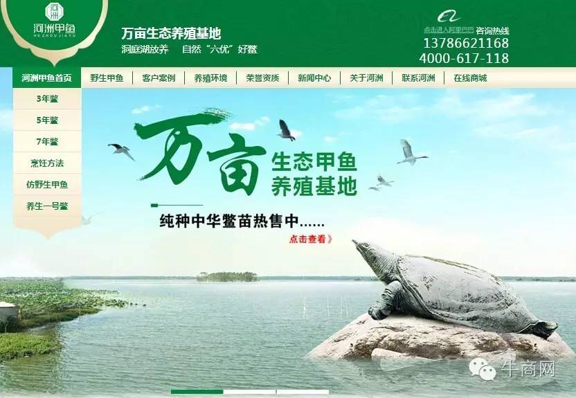 河洲甲魚營銷型網(wǎng)站首頁首屏