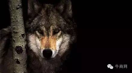 你夠“狼”還是夠“娘”？領(lǐng)導(dǎo)力10個(gè)狼性法則