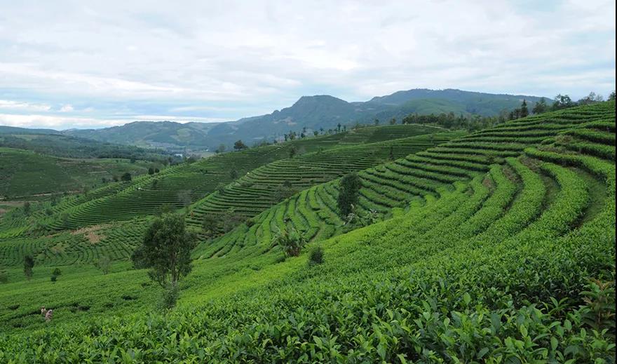 禮品茶定制企業(yè)如何高效自建營(yíng)銷型網(wǎng)站？