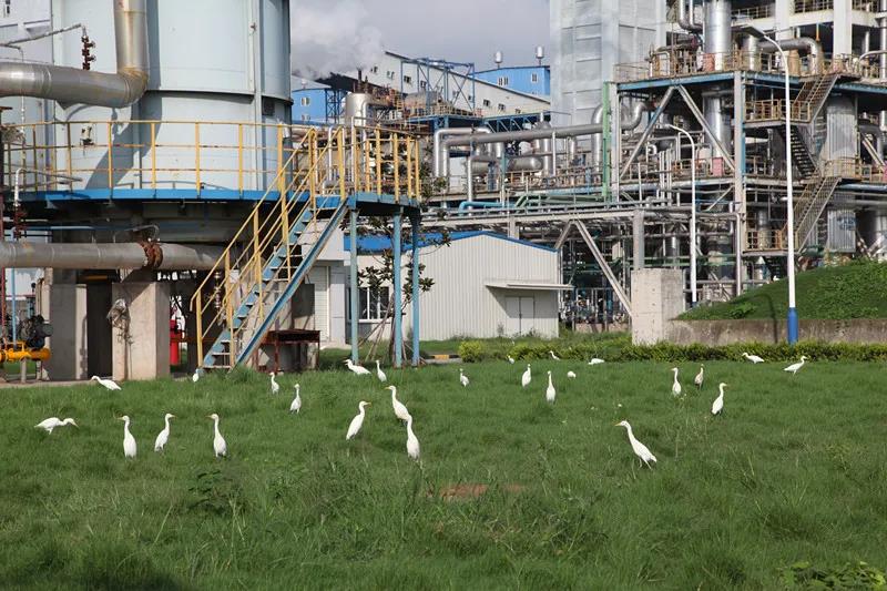 真實(shí)記錄大型央企的觸網(wǎng)之路